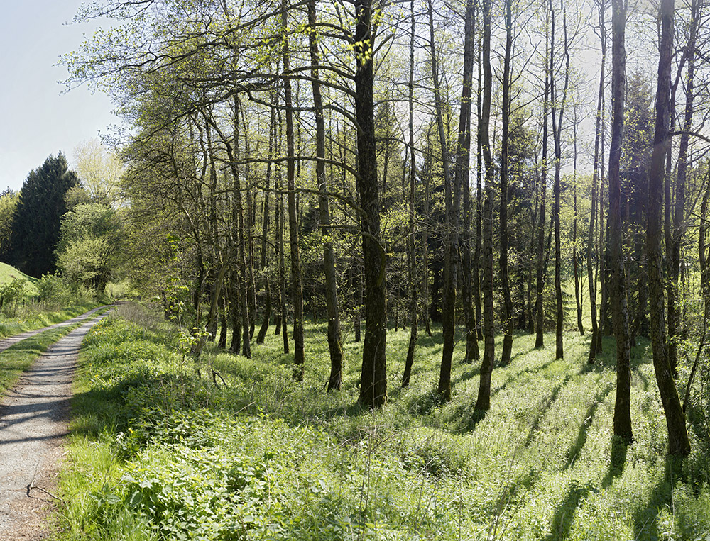 Preview lichter Wald.jpg